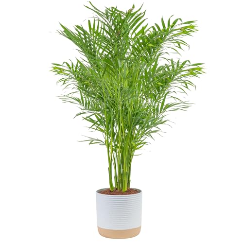 Brivone Cat Palm