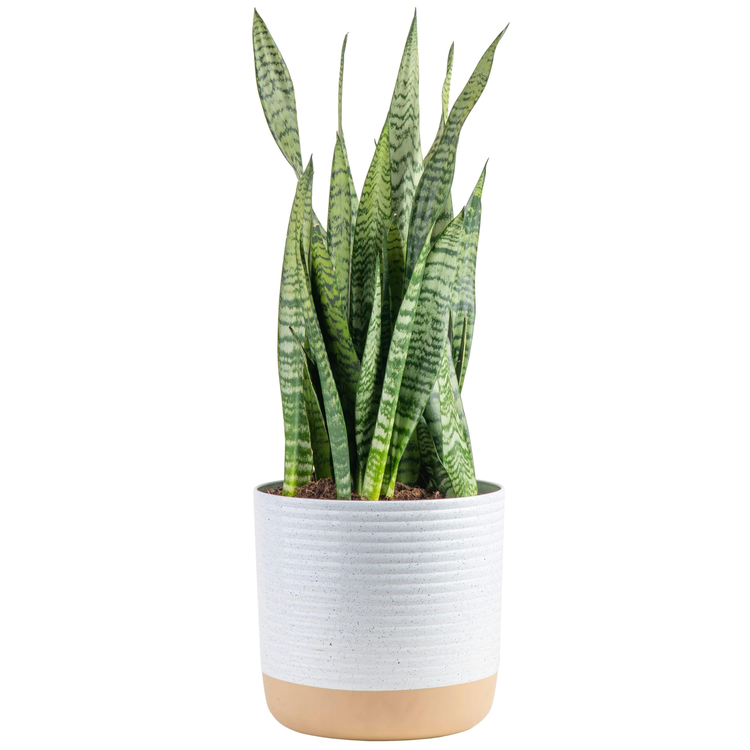 Brivone Premium Live Indoor Snake Sansevieria Floor Plant
