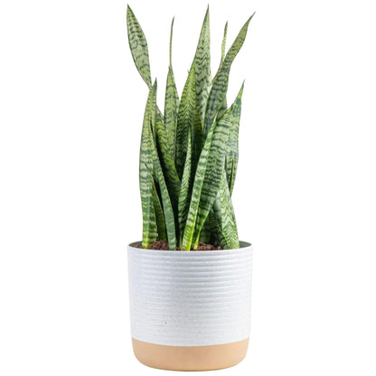 Brivone Premium Live Indoor Snake Sansevieria Floor Plant