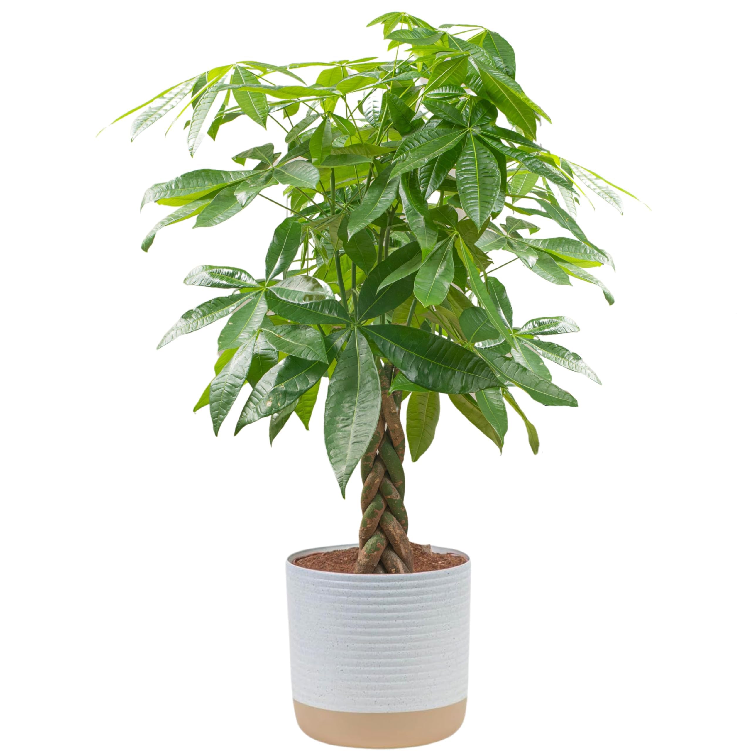 Brivone Money Tree Live Plant