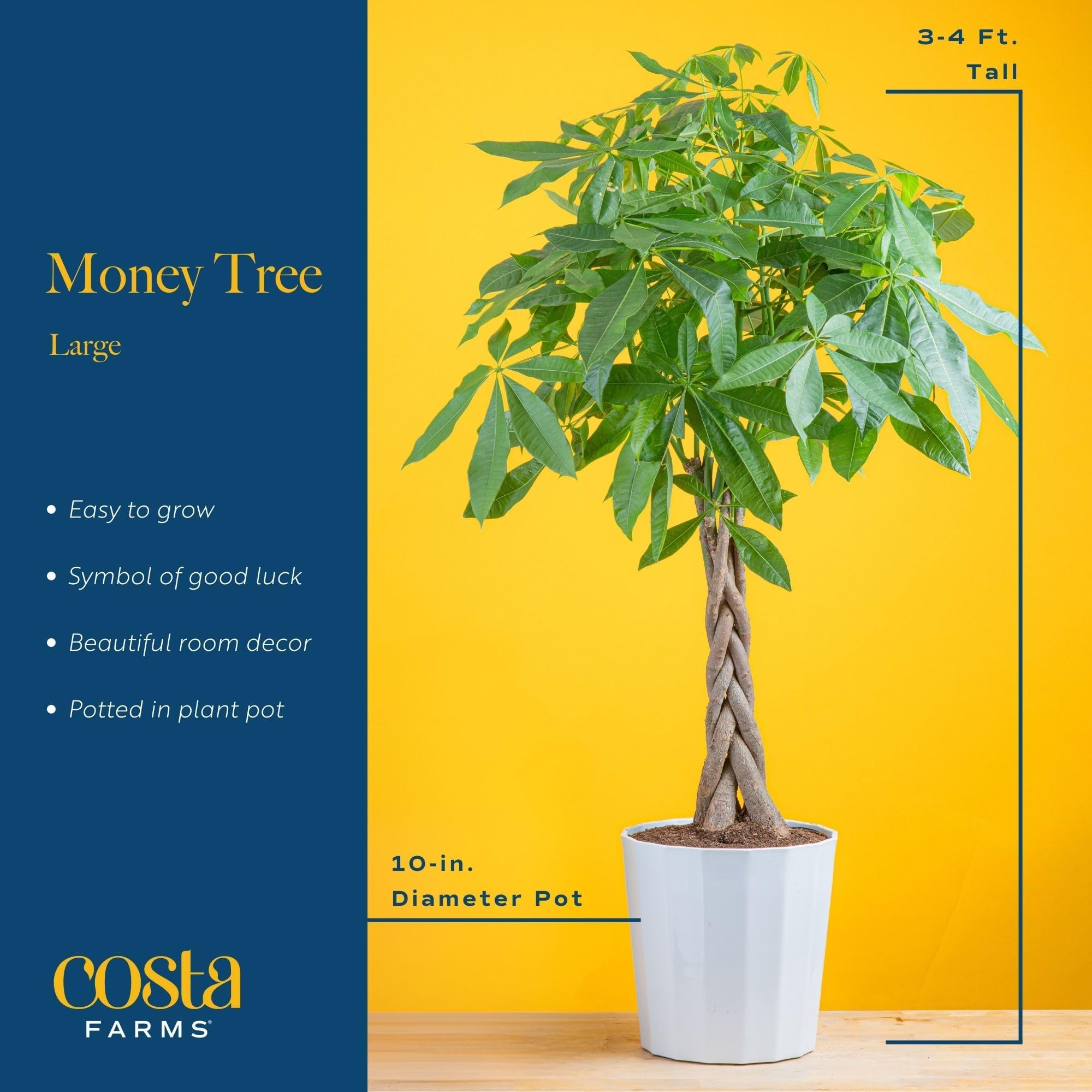 Brivone Money Tree Live Plant